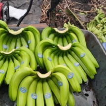 banana-3