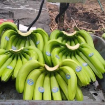 banana-4