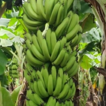 banana-6