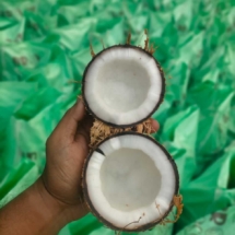 coconut-6