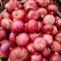 onion-2